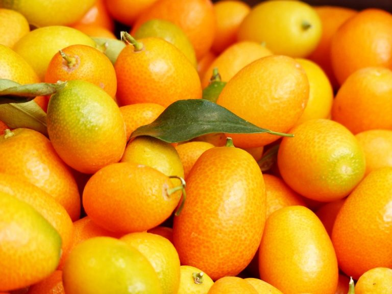 Kumquat Guide